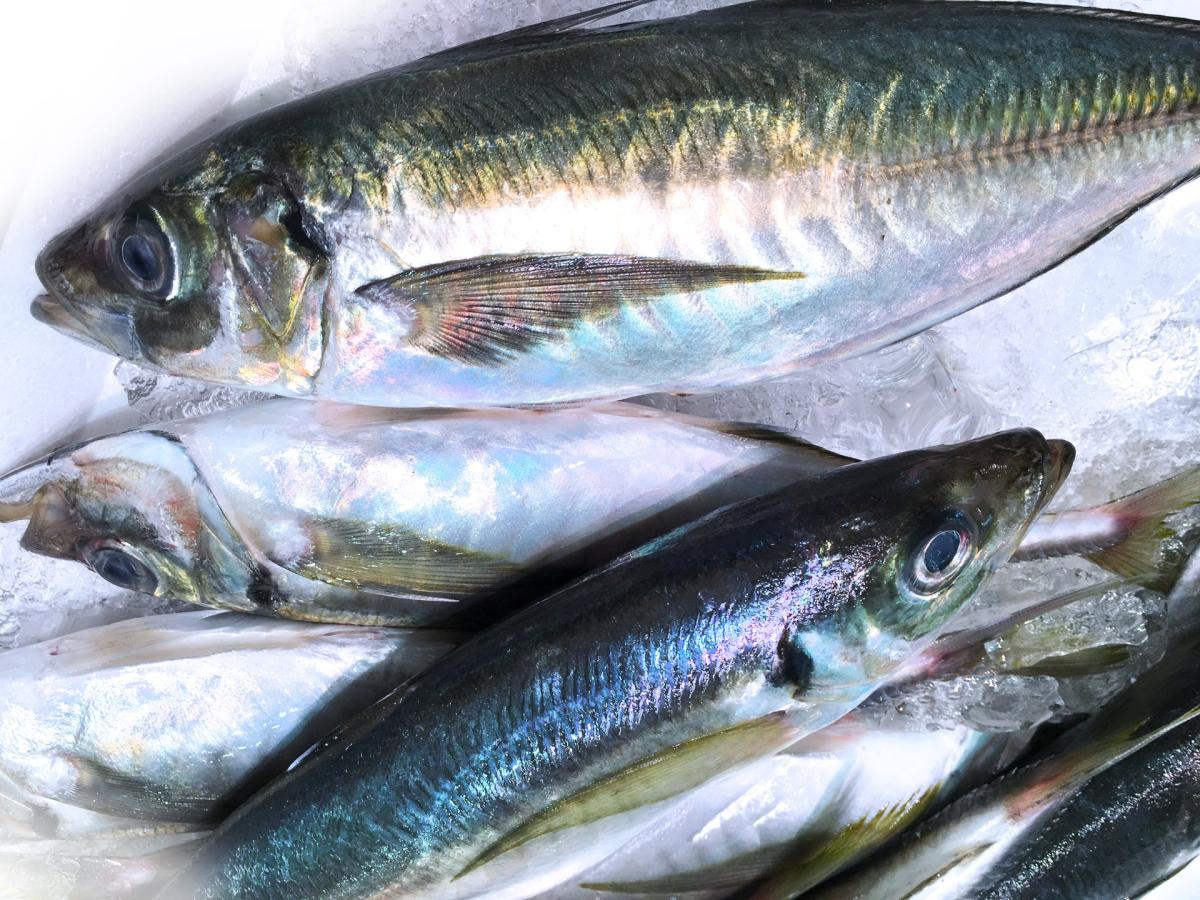 【管理 栄養士 監修】アジのカロリーや栄養、サバやサンマとの違いなどについて栄養コンシェルジュがご紹介