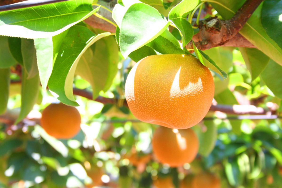 【管理 栄養士 監修】梨のカロリーや栄養、日本梨や中国梨、西洋梨の違いなどについて栄養コンシェルジュがご紹介