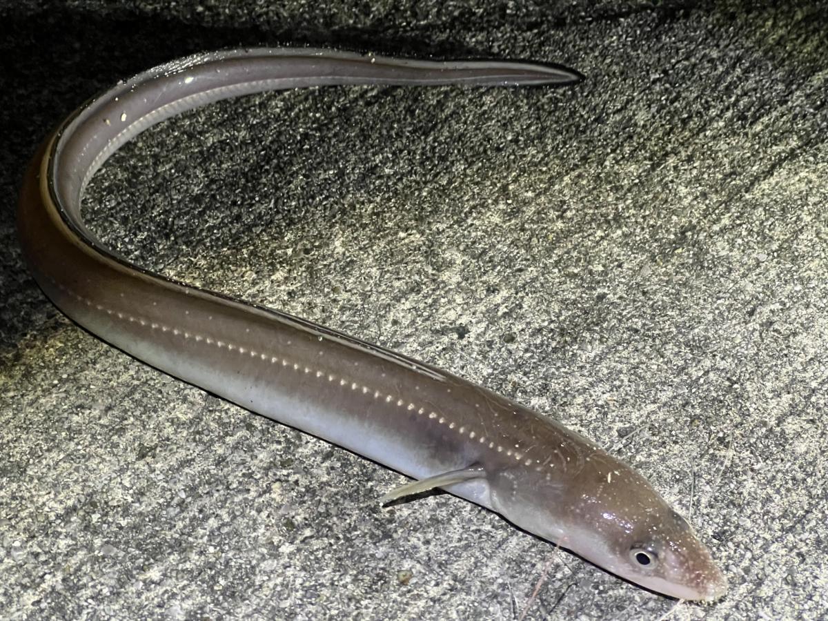 【管理 栄養士 監修】穴子のカロリーや栄養、うなぎとの違いなどについて栄養コンシェルジュがご紹介