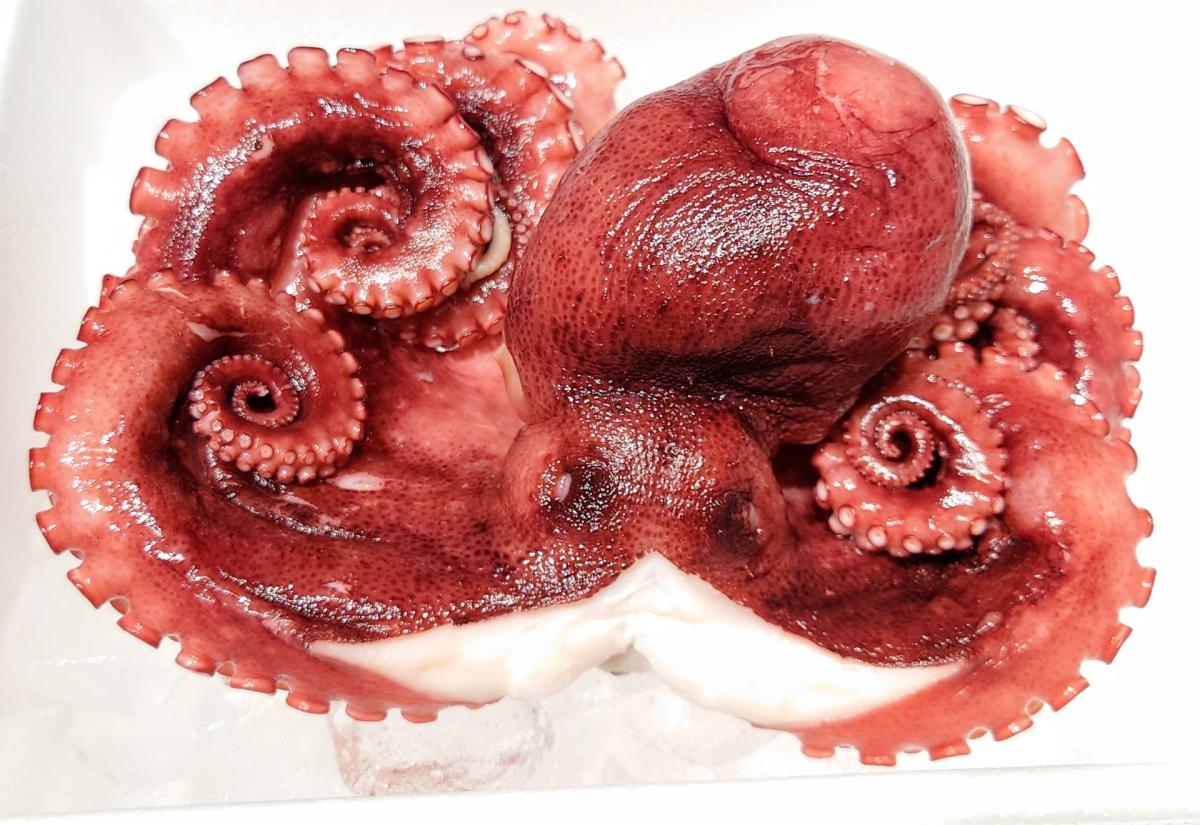 【管理 栄養士 監修】たこのカロリーや栄養、イカとの違いなどについて栄養コンシェルジュがご紹介