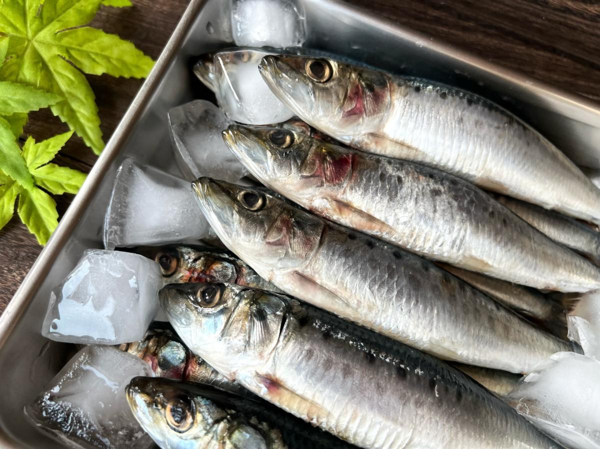 【管理 栄養士 監修】いわしのカロリーや栄養、うるめいわし・かたくちいわし・まいわしとの違いなどについて栄養コンシェルジュがご紹介