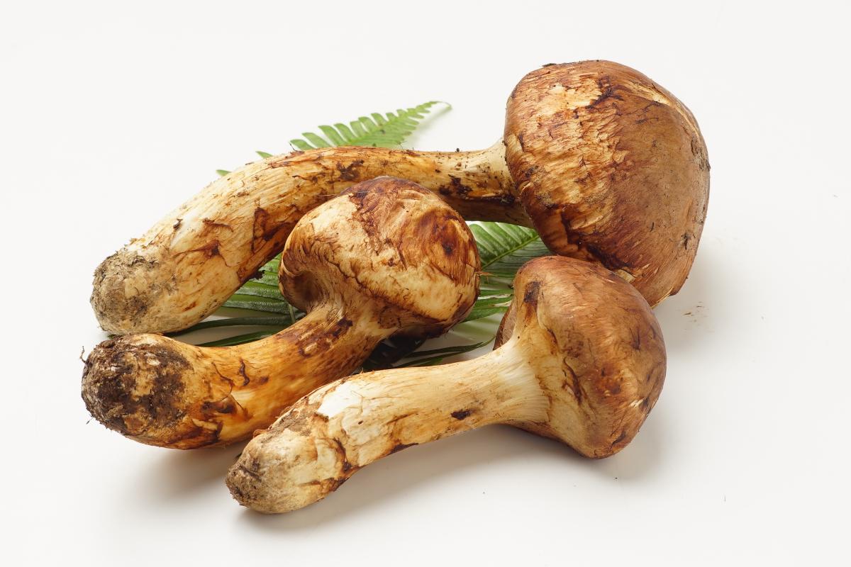 ブンゴツボマツタケとは?新種キノコの特徴・分類・栄養価を専門解説【マツタケとの違い】(栄養学の資格 栄養コンシェルジュ 監修)