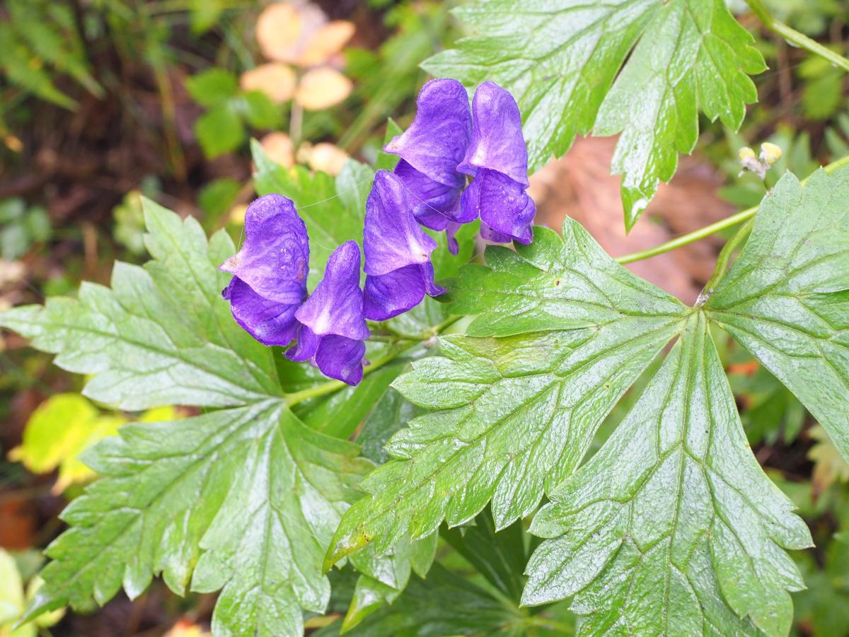 【トリカブト誤食事故】ニリンソウとの見分けはなぜ難しいのか｜有毒植物と食の安全を栄養学で解説（栄養学の資格 栄養コンシェルジュ）