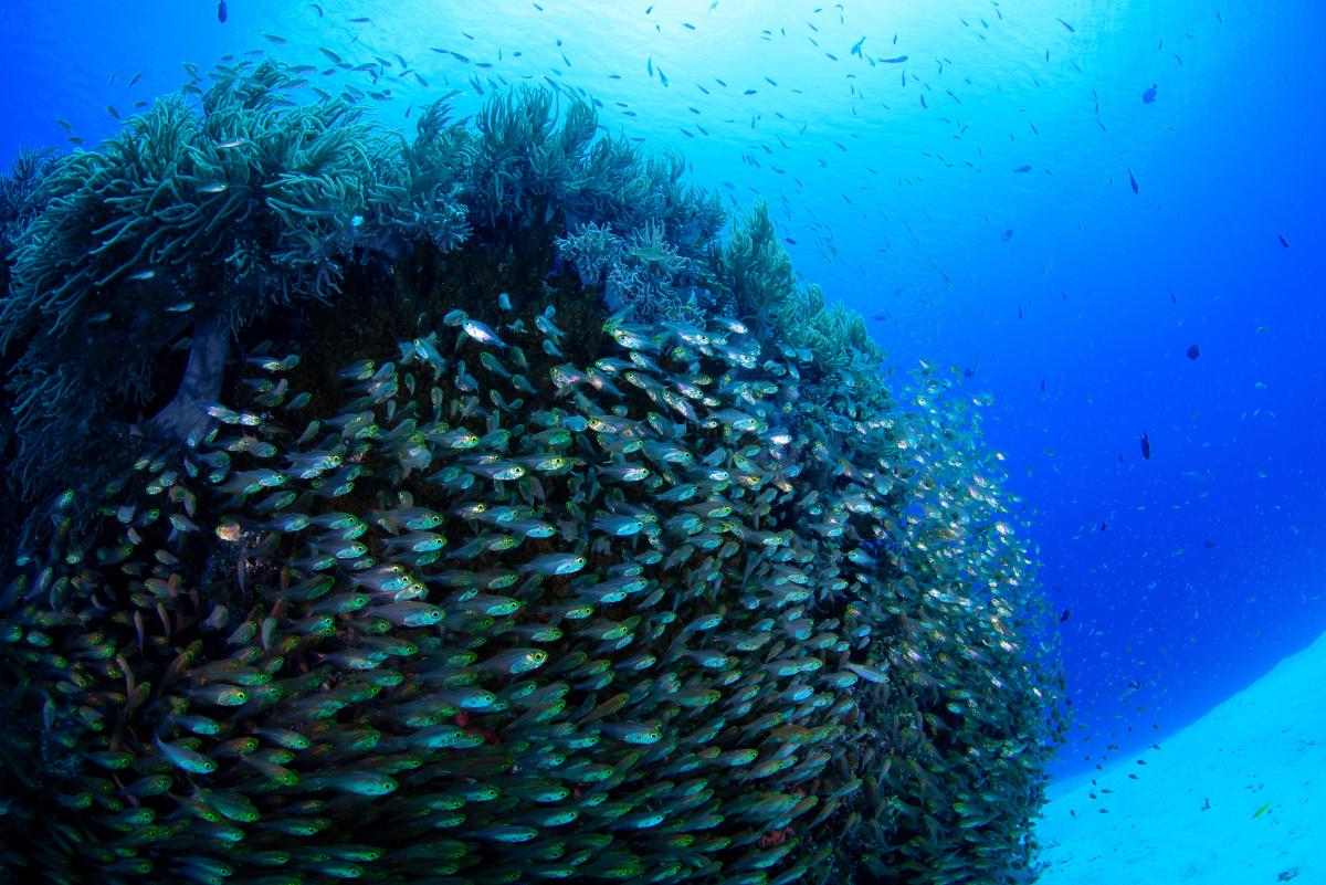 【キンメモドキの発光の謎】タンパク質は分解されるはずでは?盗タンパク質が示す栄養学の新視点(栄養学の資格 栄養コンシェルジュ)