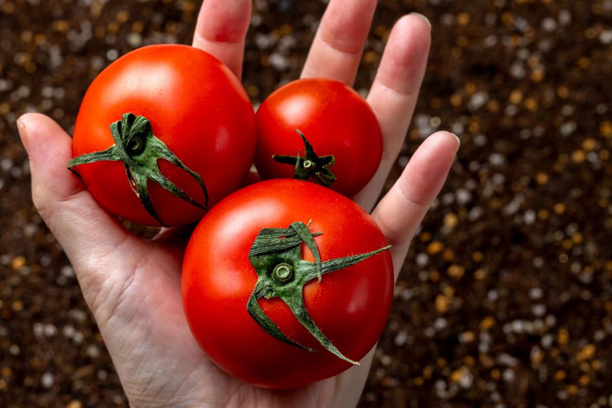 トマトの栄養｜3分でわかる栄養コンシェルジュとトマトの日に学ぶ栄養豆知識