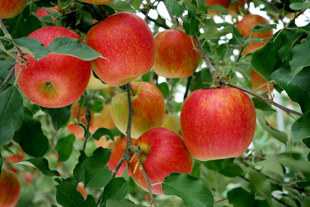 りんごの栄養｜5分でわかる栄養コンシェルジュとりんごの日に知る健康プチ情報