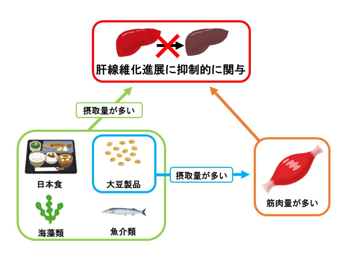 一般社団法人 日本栄養コンシェルジュ協会の評議員、松本佳也氏の論文が雑誌『Nutrients』に掲載されました！【栄養コンシェルジュ取得後のご活躍】